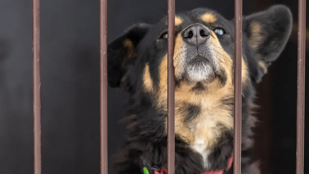 chien derri&egrave;re des barreaux