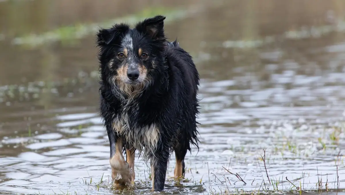 chien lors d'une inondation