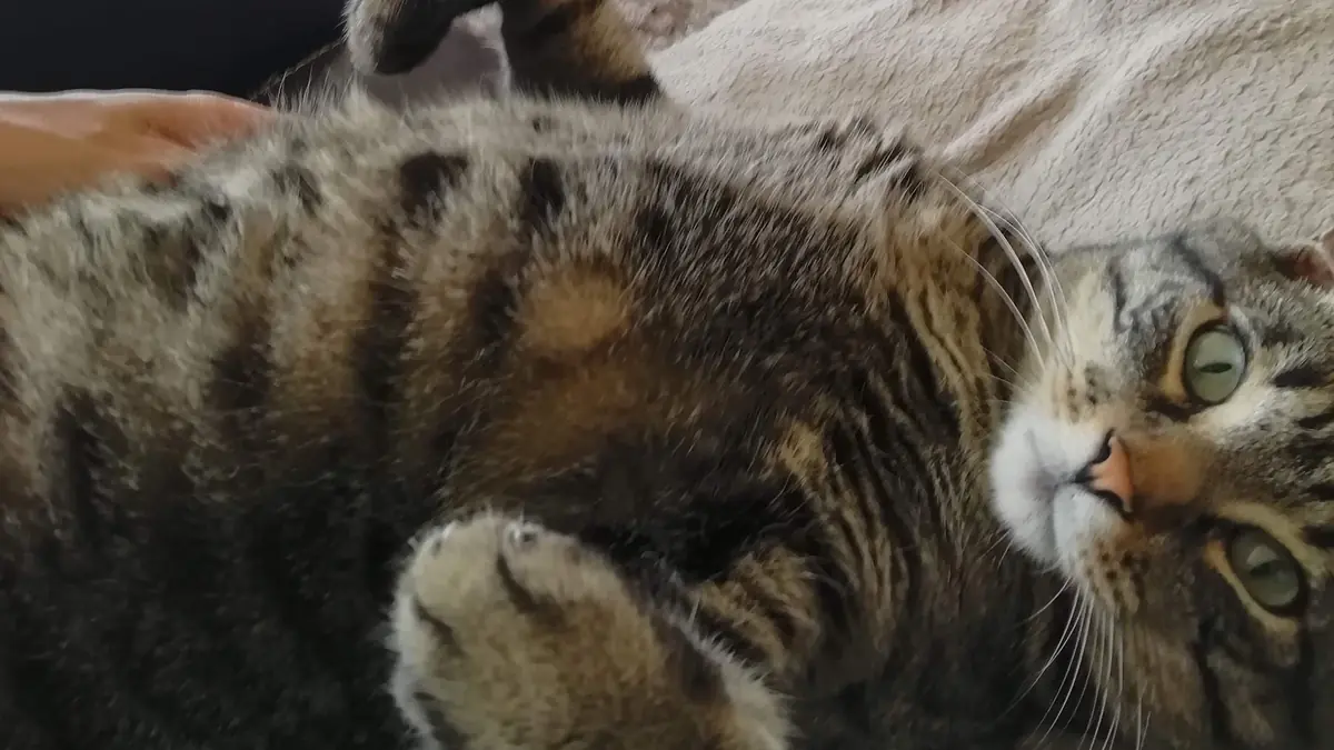 chat tigr&eacute; sur le dos