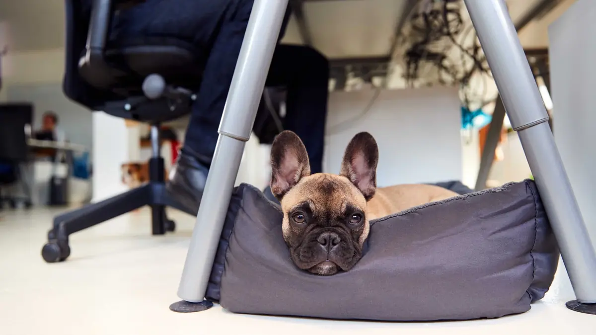 employ&eacute; qui a le droit d'emmener son chien au travail