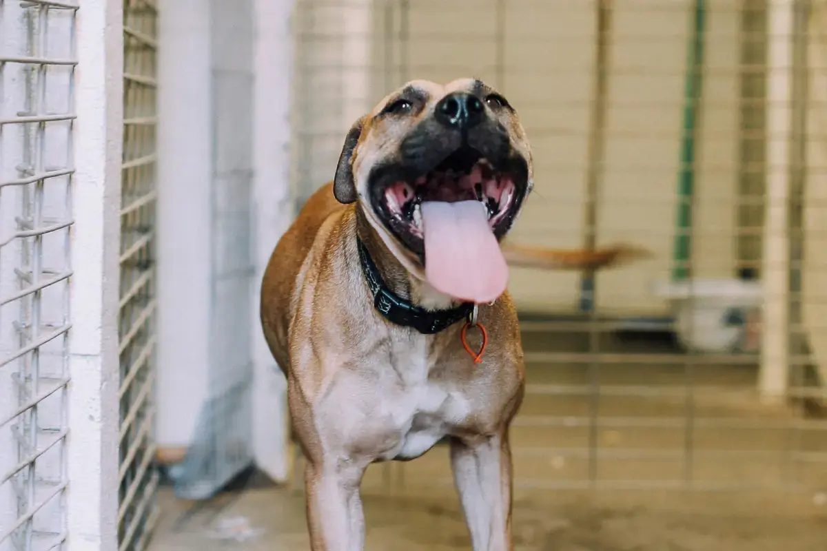 chien sympathique attendant l'adoption