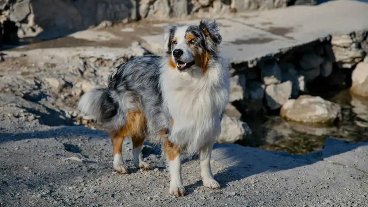 chien de race berger australien &agrave; adopter