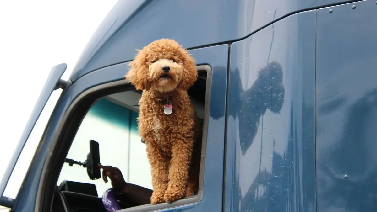 un chien qui sort la t&ecirc;te d'une voiture sur une aire d'autoroute