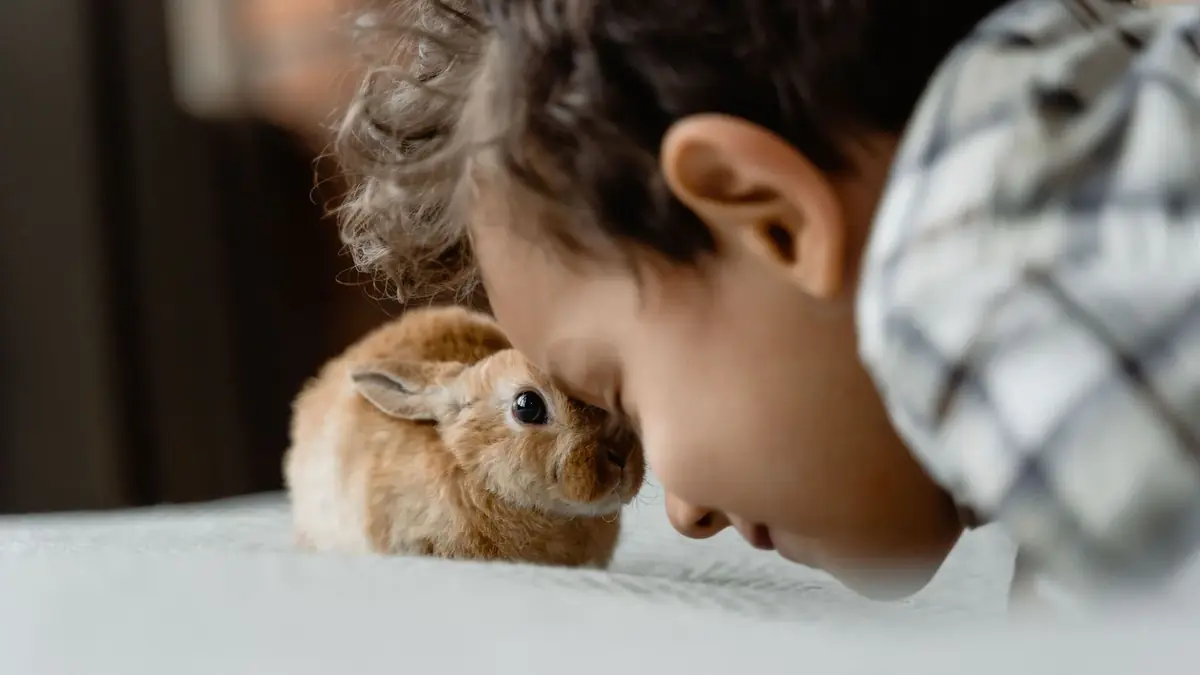 lapin nain &agrave; adopter, un animal consid&eacute;r&eacute; comme parfait pour les enfants et la famille