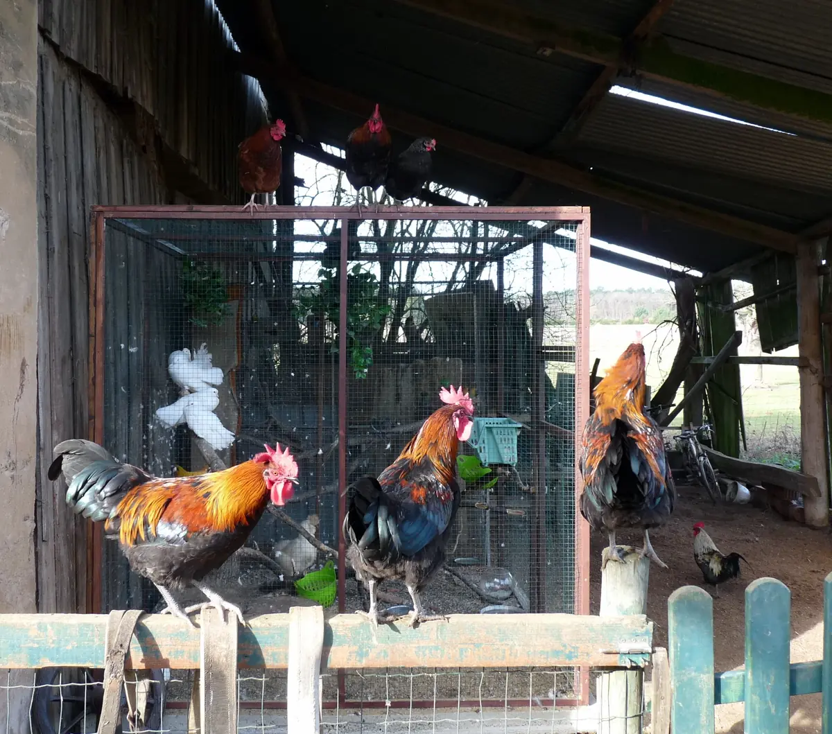 T&eacute;moignage de l&rsquo;association "Le Refuge les Crins Verts"