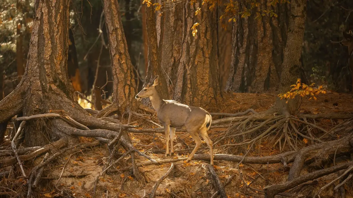 chevreuil vuln&eacute;rable en for&ecirc;t car son bien-&ecirc;tre est en danger suite aux flammes et &agrave; l'ouverture de la chasse