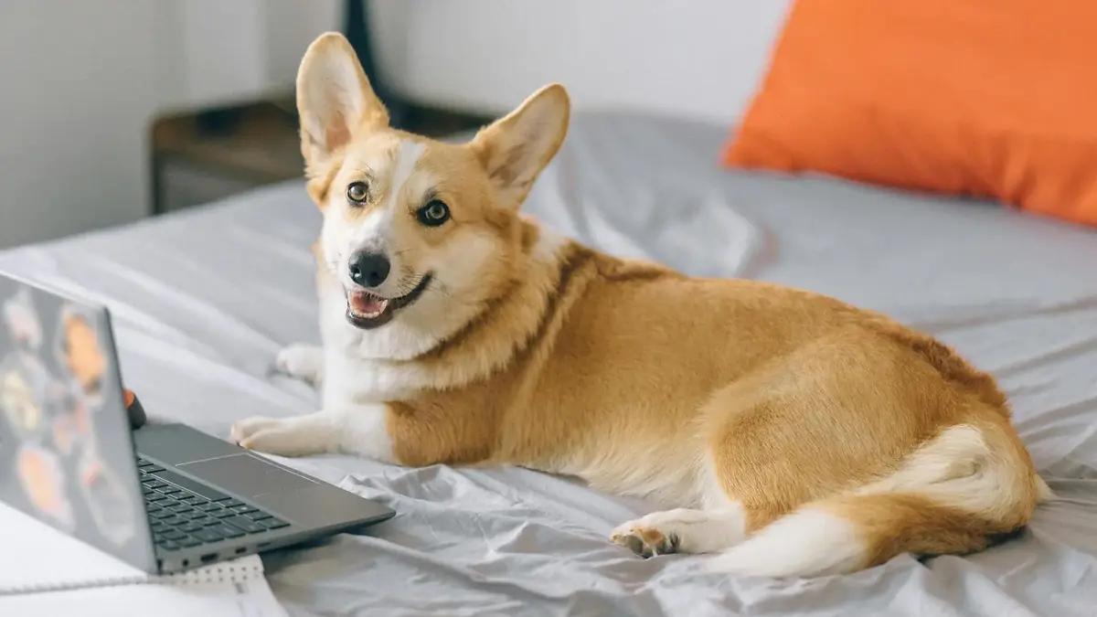 chien &agrave; adopter sur une plateforme d'adoption responsable