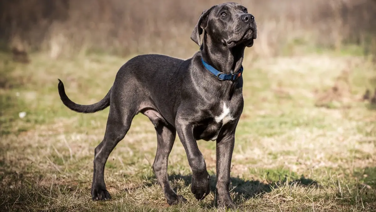 chien de race cane corso &agrave; adopter