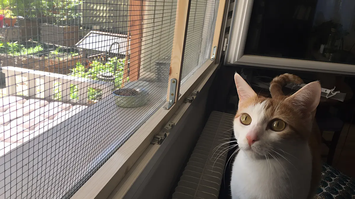 un chat devant un cadre de protection de fen&ecirc;tre DIY