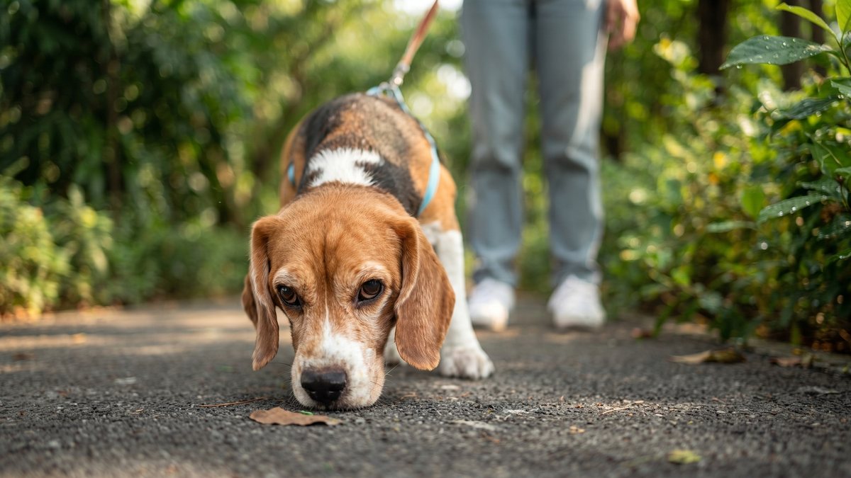 chien de chasse beagle promen&eacute; en laisse dans une for&ecirc;t
