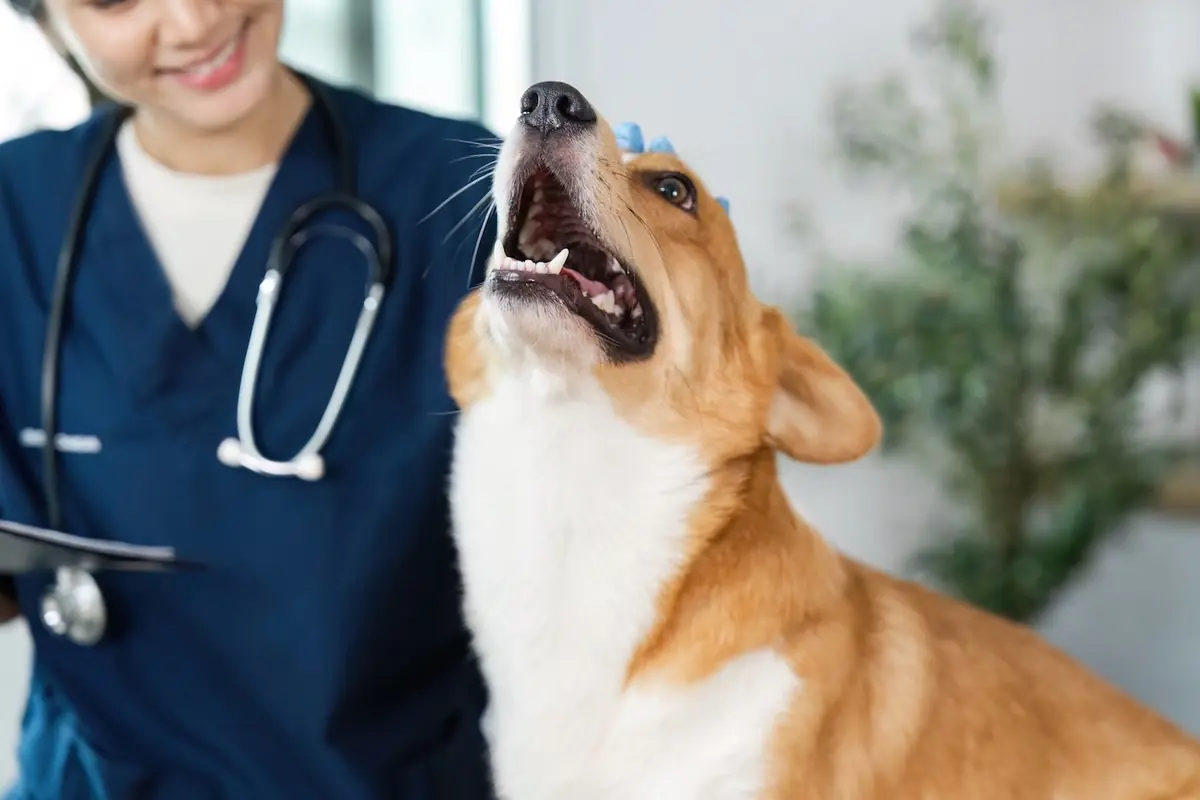 un chien en cabinet v&eacute;t&eacute;rinaire, assurance ou mutuelle sant&eacute; chien