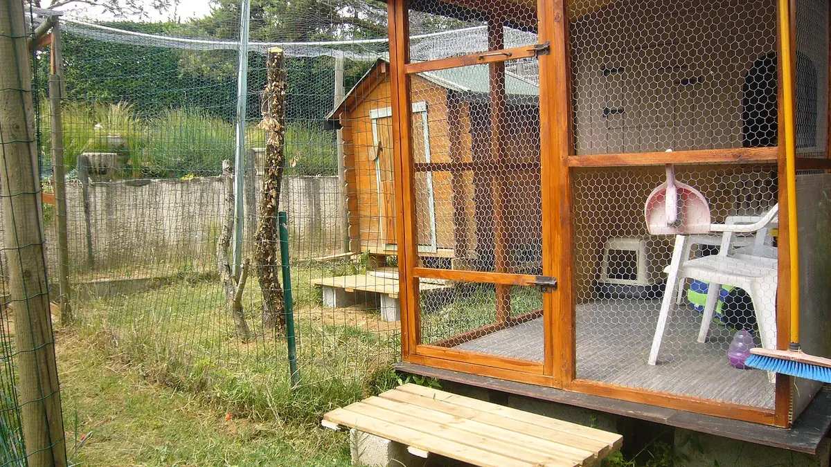 Faire garder son chat pendant ses vacances : pourquoi ne pas le mettre au vert?