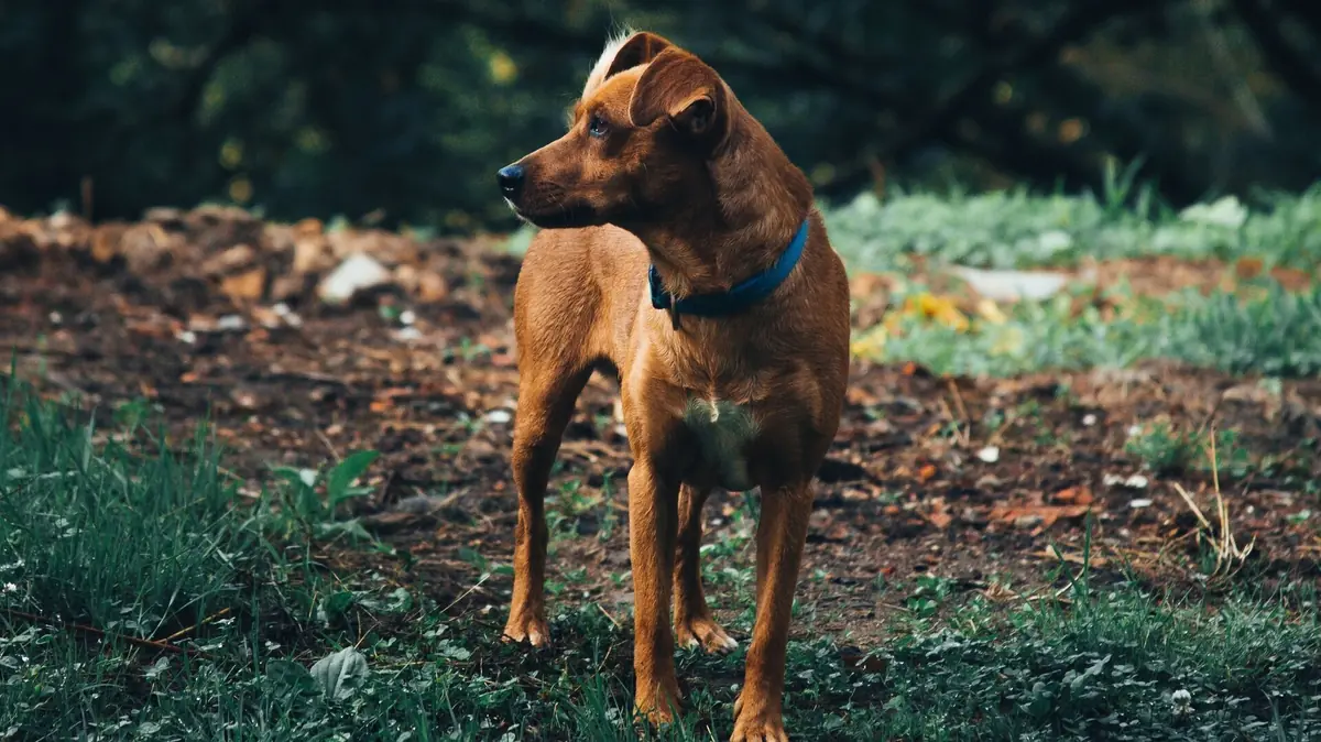 chien marron perdu avec un collier bleu