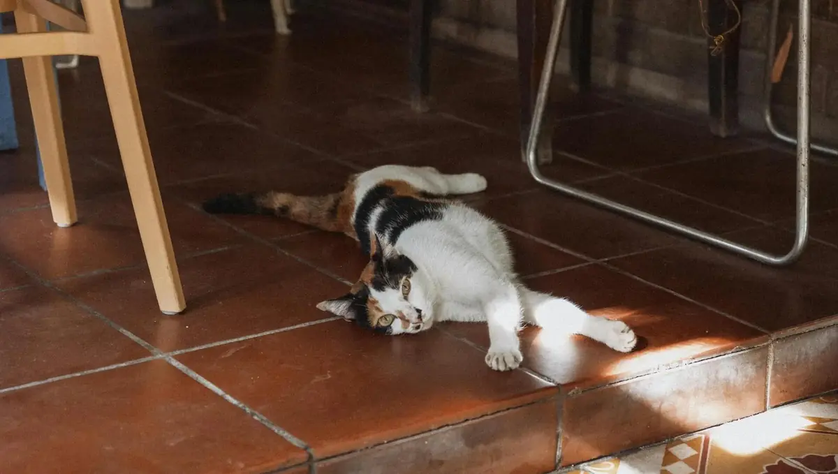 un chat qui se prot&egrave;ge de la chaleur sur le carrelage
