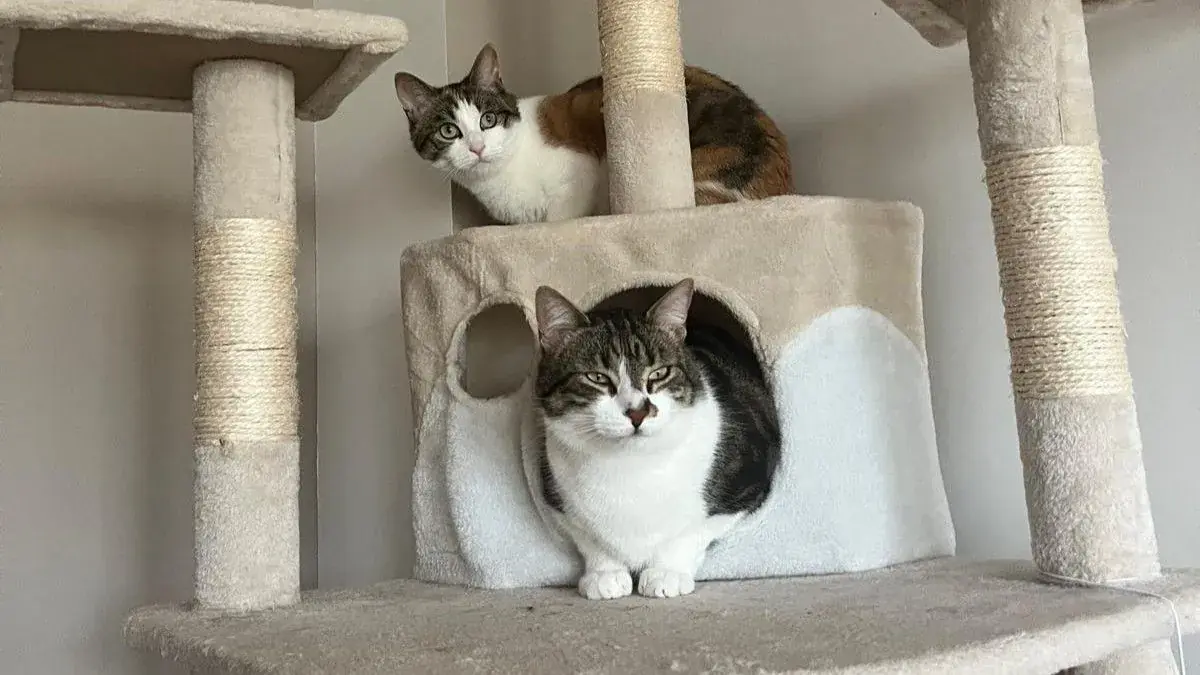 chats dans arbre &agrave; chat