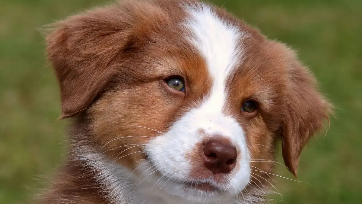 un chiot de race
