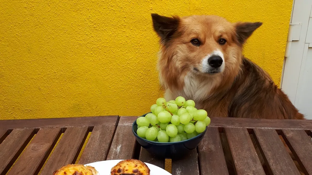 Quelle est la race de chien pr&eacute;f&eacute;r&eacute;e des Fran&ccedil;ais&nbsp;? (Et pourquoi c'est un mauvais crit&egrave;re de choix)