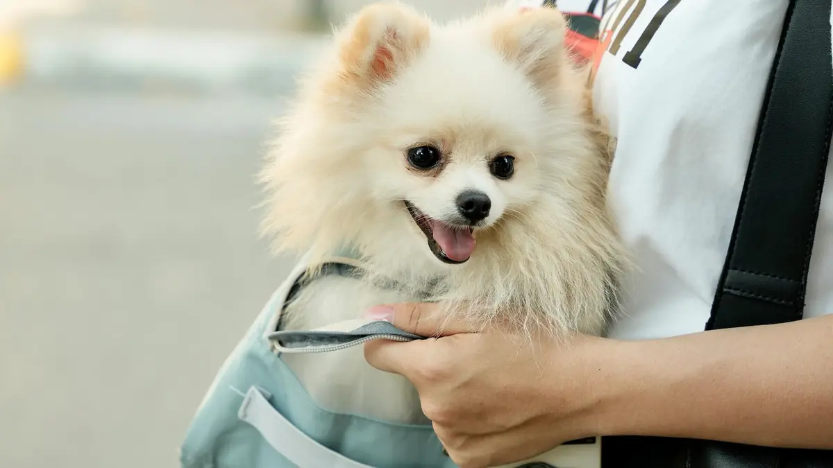 chien spitz dans un sac de transport pour le train