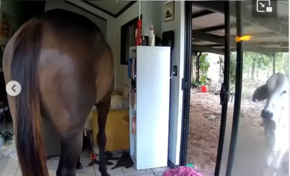 vid&eacute;o surveillance, insolite, animaux de la ferme