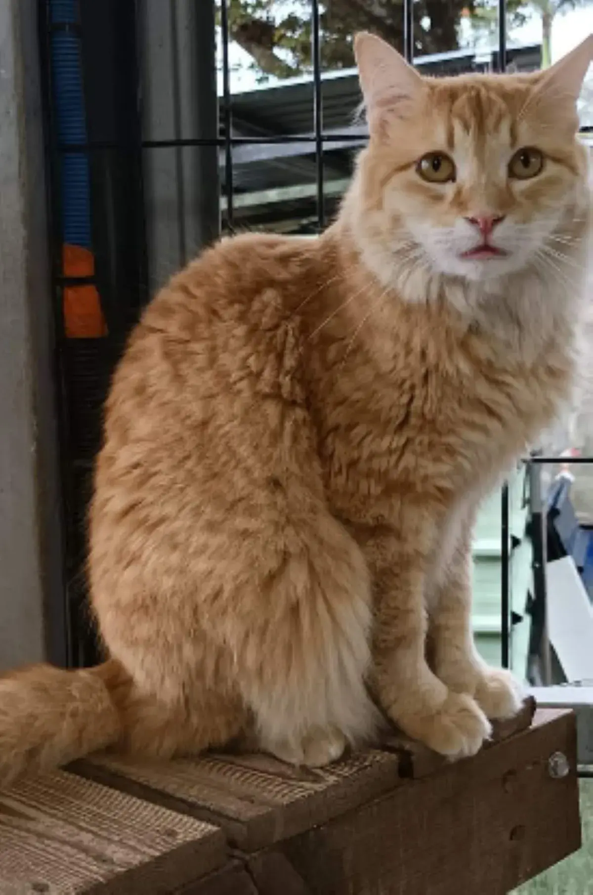 chat roux
