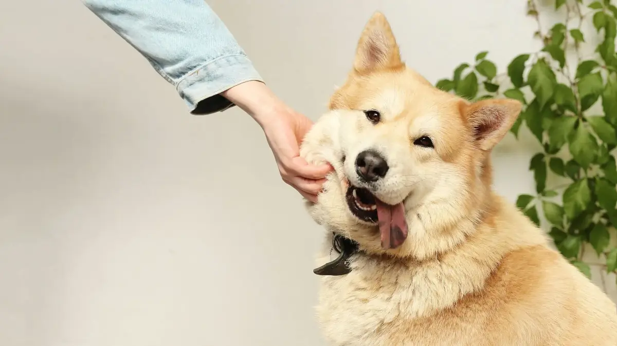 un chien heureux