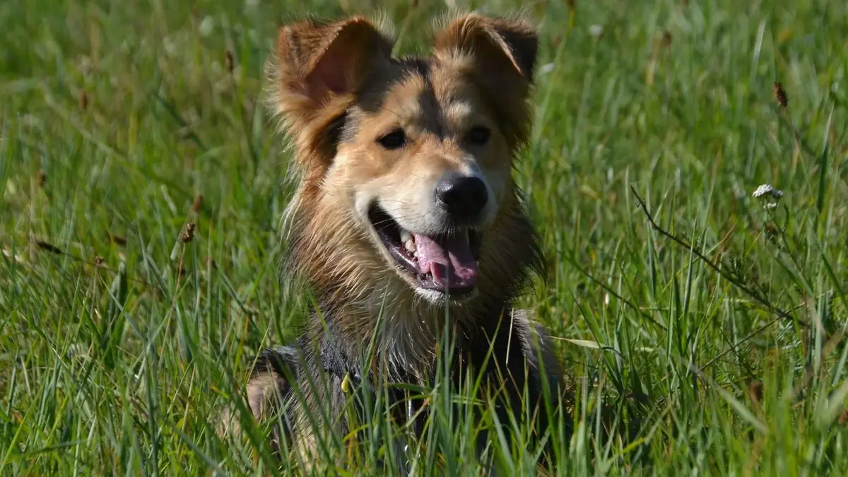 chien de berger dans l'herbe