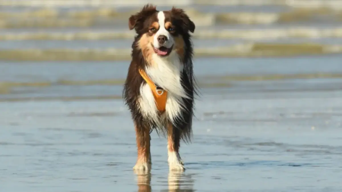 chien berger am&eacute;ricain miniature sur la plage