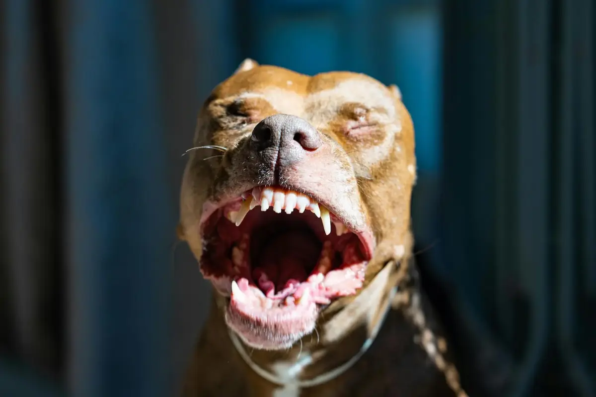 American Pitbull, race de chien dangereux ou non