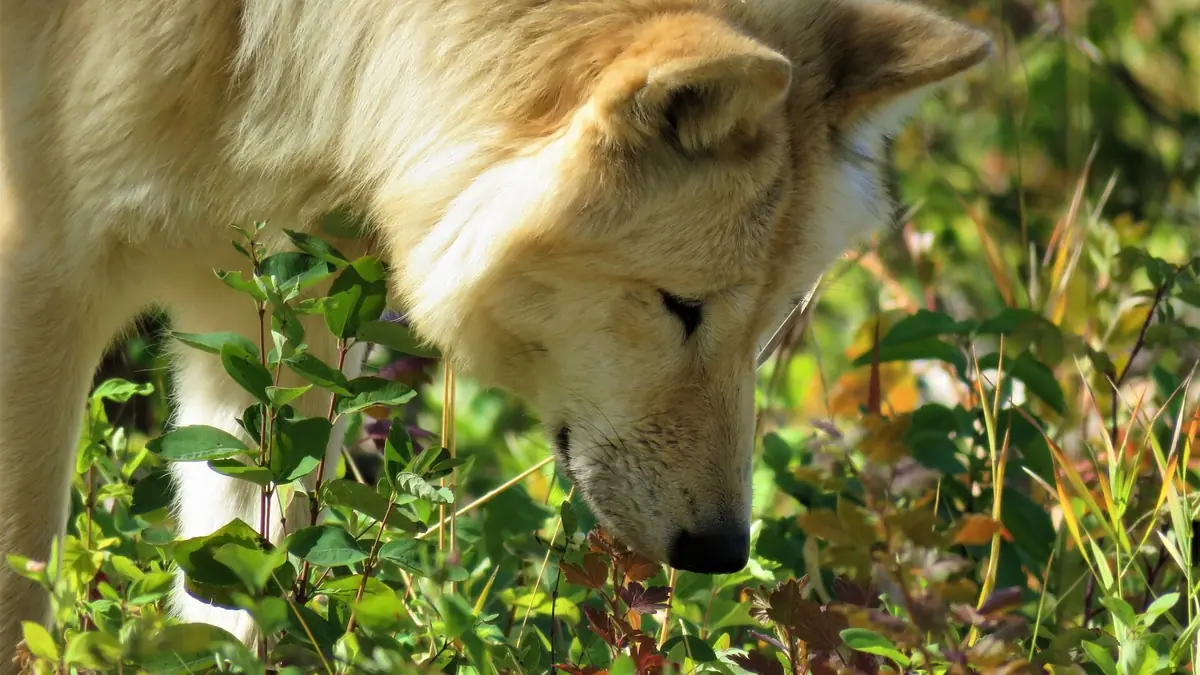 chien qui sent des plantes