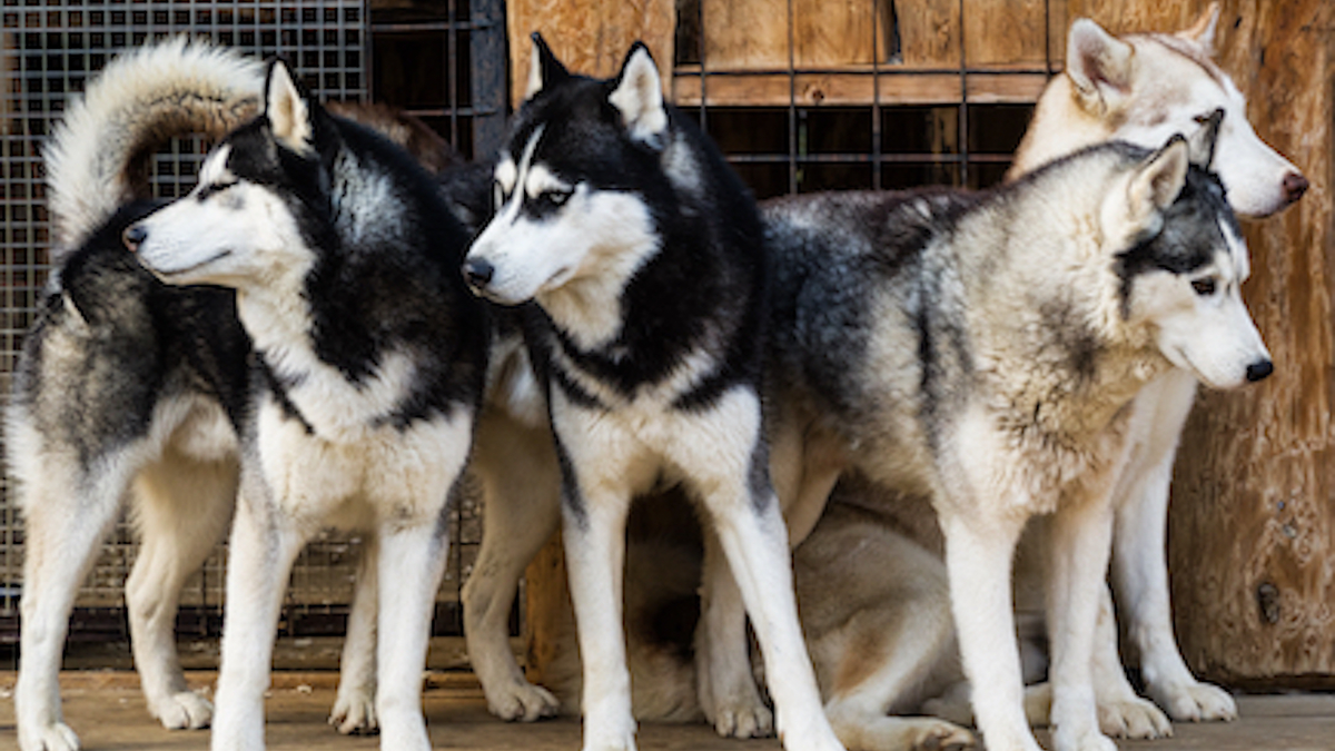 chiens de race Husky, qui attendent en refuge et ont la toux du chenil