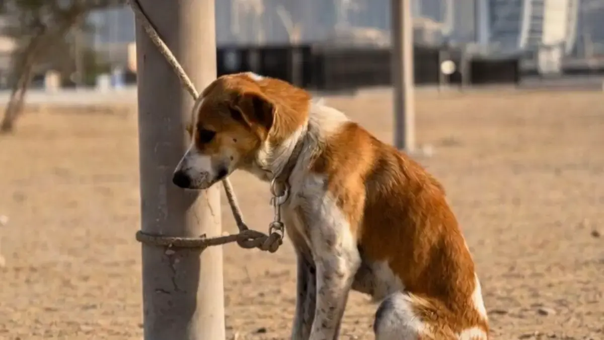 chien abandonn&eacute; lors du conflit au Moyen-Orient