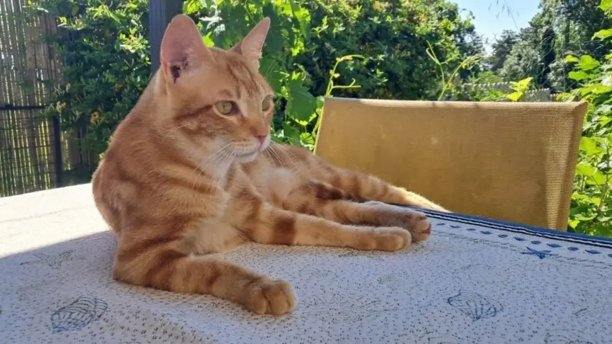 chat roux tigr&eacute;