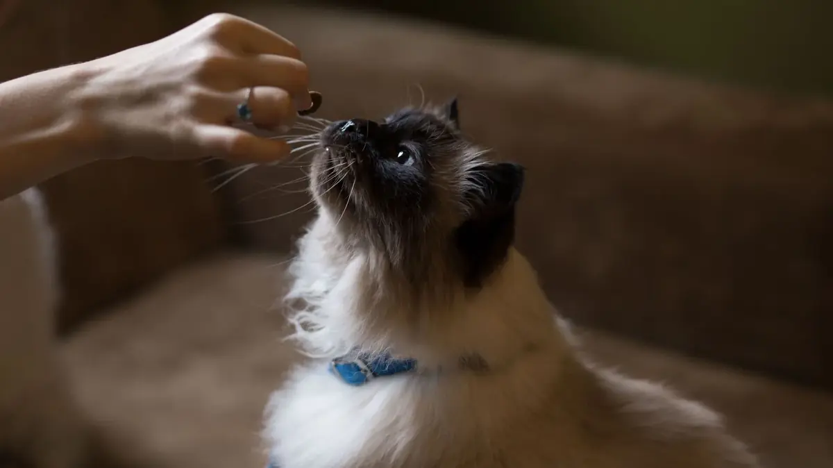 un chat qui mange une friandise dans le cadre d'un renforcement positif