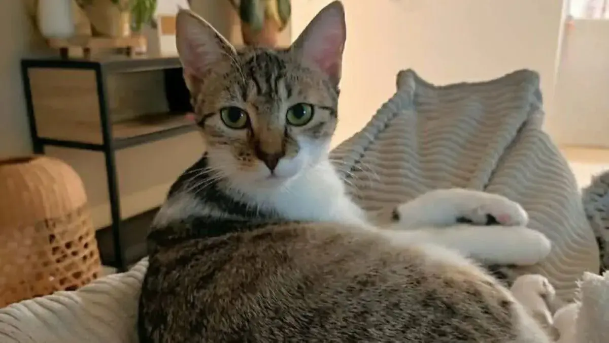 chat allong&eacute; sur un canap&eacute;