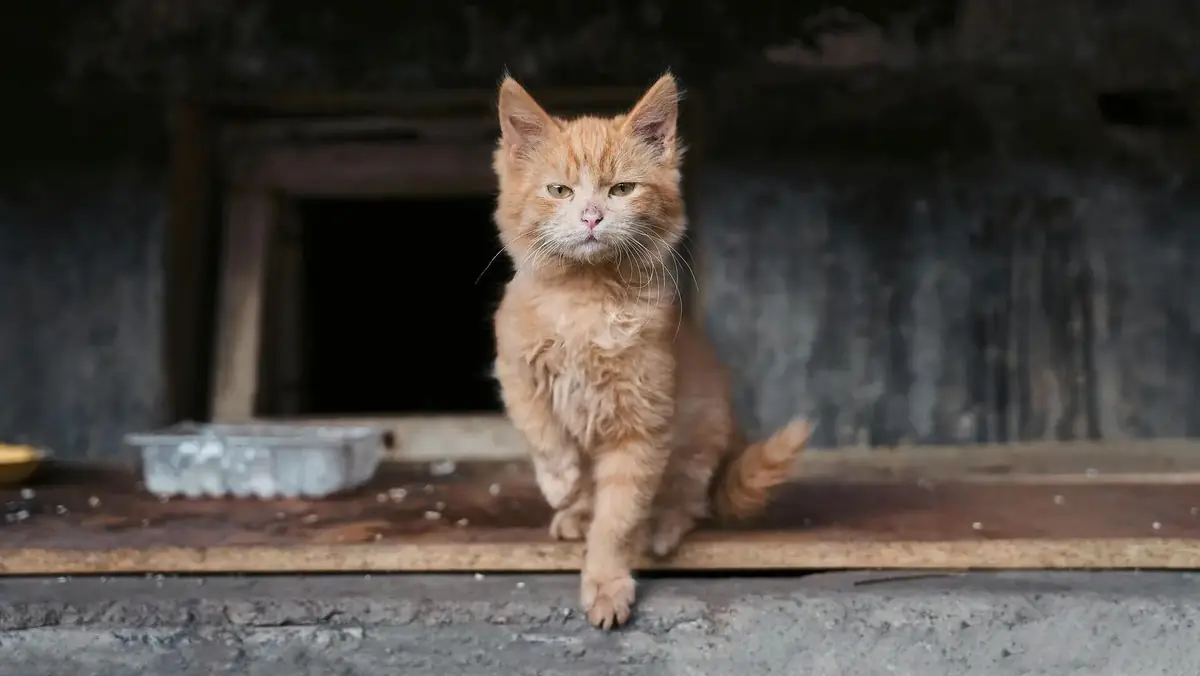 chaton mignon abandonn&eacute; et &agrave; l'adoption en refuge