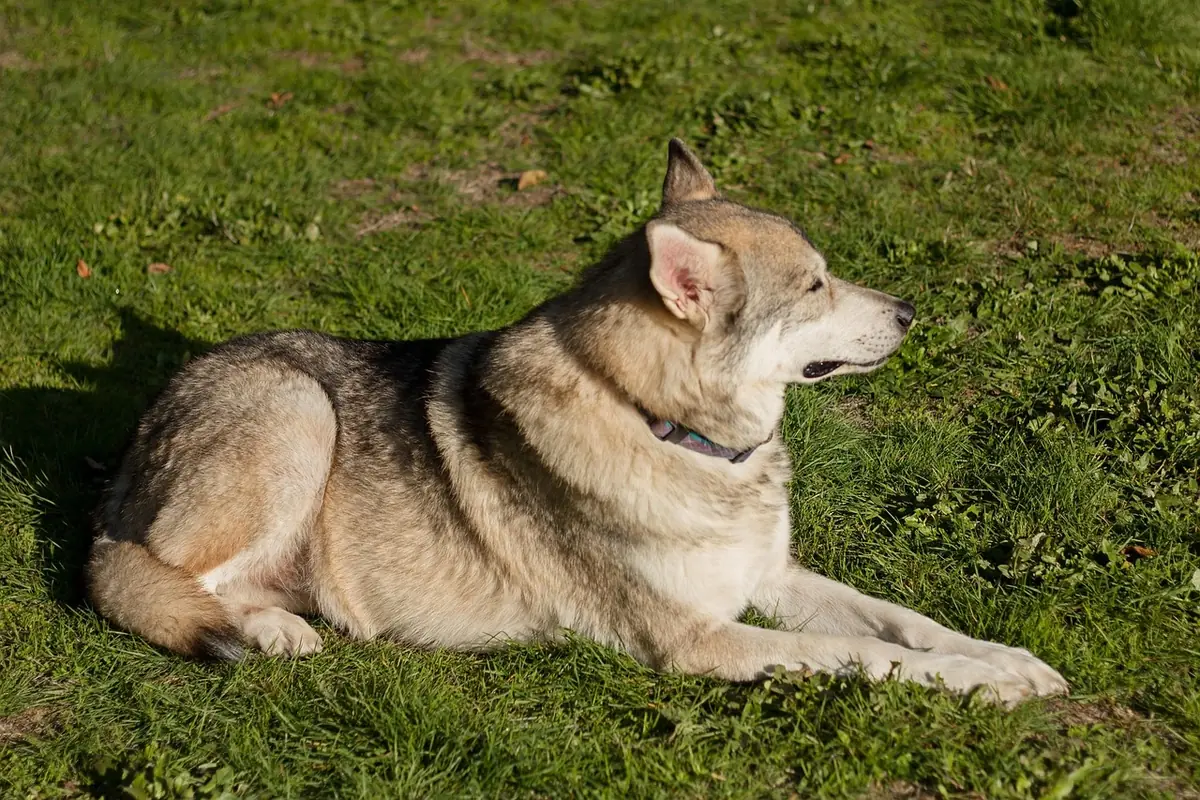 Un chien-loup sauvage découvert en Grèce : l'ADN confirme l'impossible