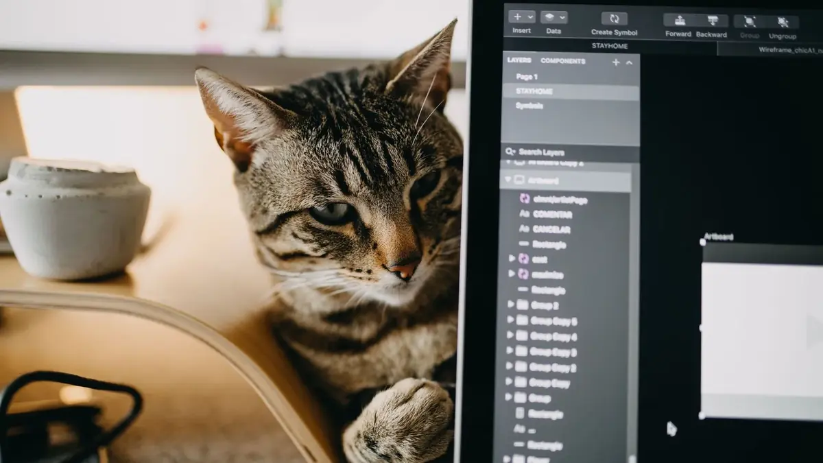 un chat derri&egrave;re un ordinateur en t&eacute;l&eacute;travail
