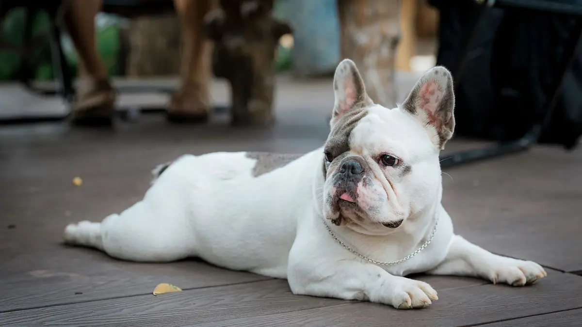 chien bouledogue fran&ccedil;ais