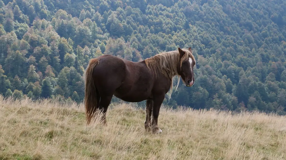 cheval au pr&eacute;, victime de maltraitance et abandonn&eacute; &agrave; son sort