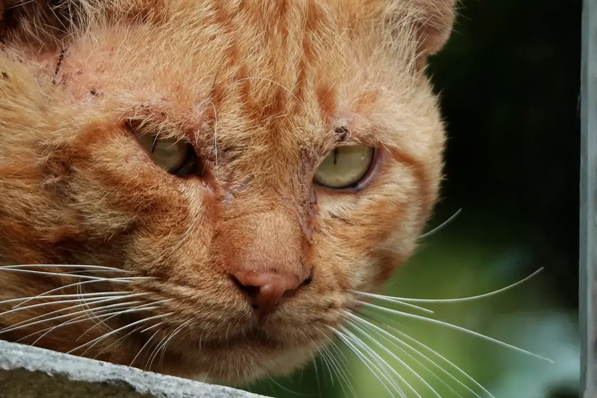 chat blessure soigner argent colloidale