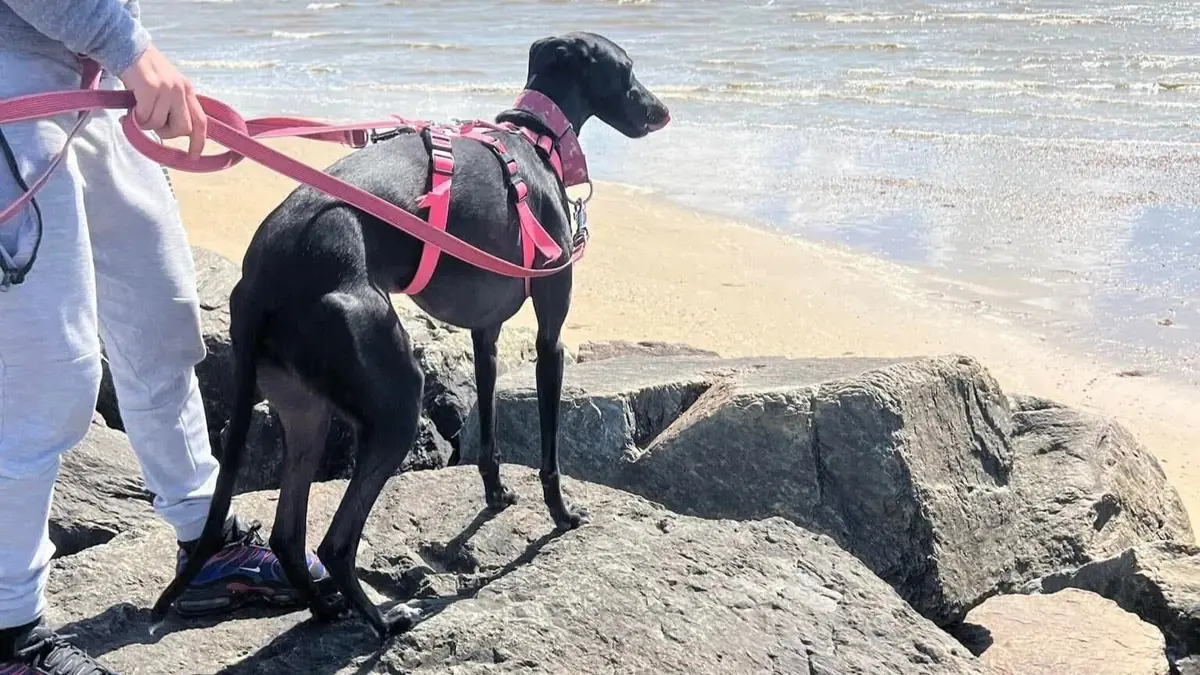l&eacute;vrier espagnol au bord de la mer