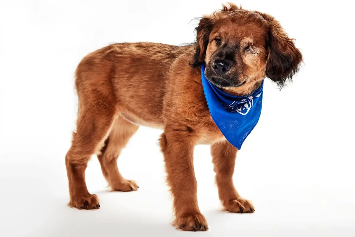 15 jeunes chiens handicap&eacute;s prouvent leur talent lors d'un &eacute;v&egrave;nement in&eacute;dit en faveur de l'adoption