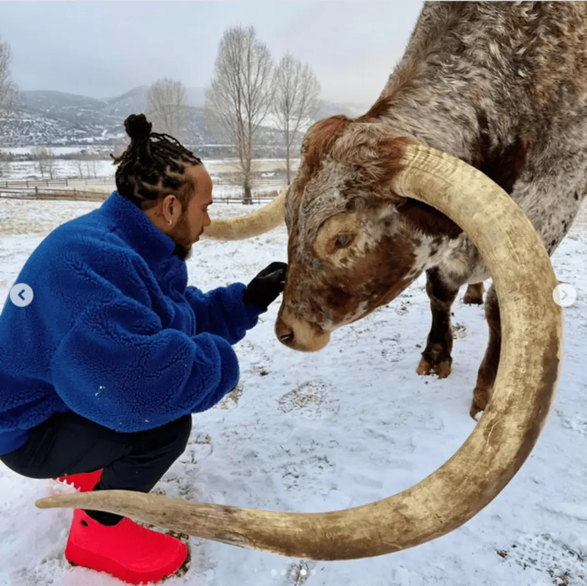 lewis hamilton vache