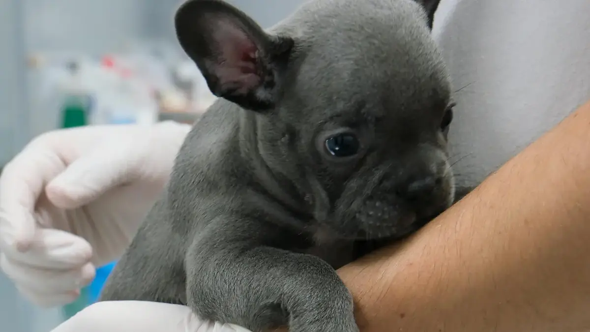 un chien qui se fait vacciner contre la parvovirose