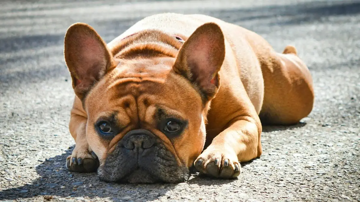 chien de race bouledogue fran&ccedil;ais &agrave; adopter