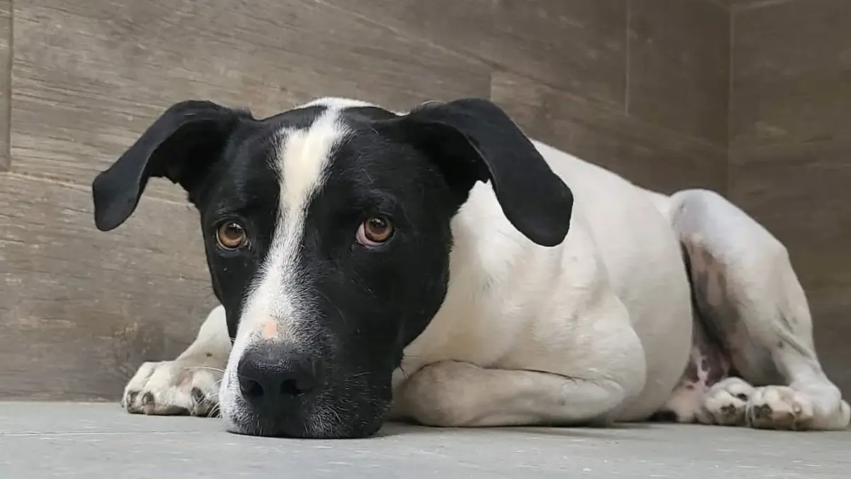chien noir et blanc &agrave; l'adoption allong&eacute;