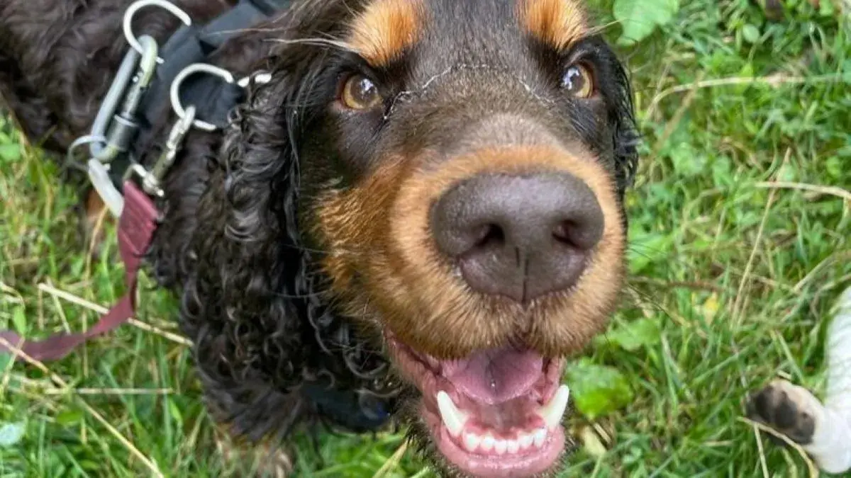 chien cocker gueule ouverte