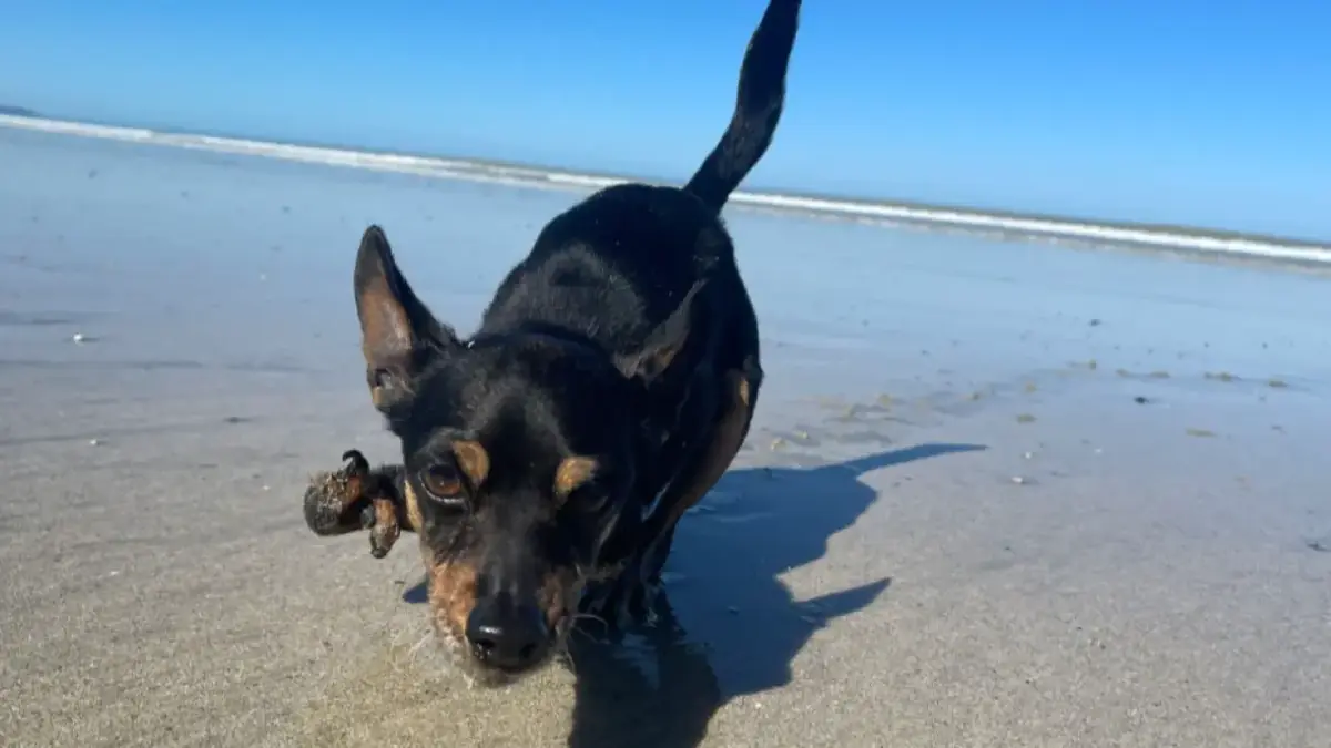chien handicap&eacute; sur la plage