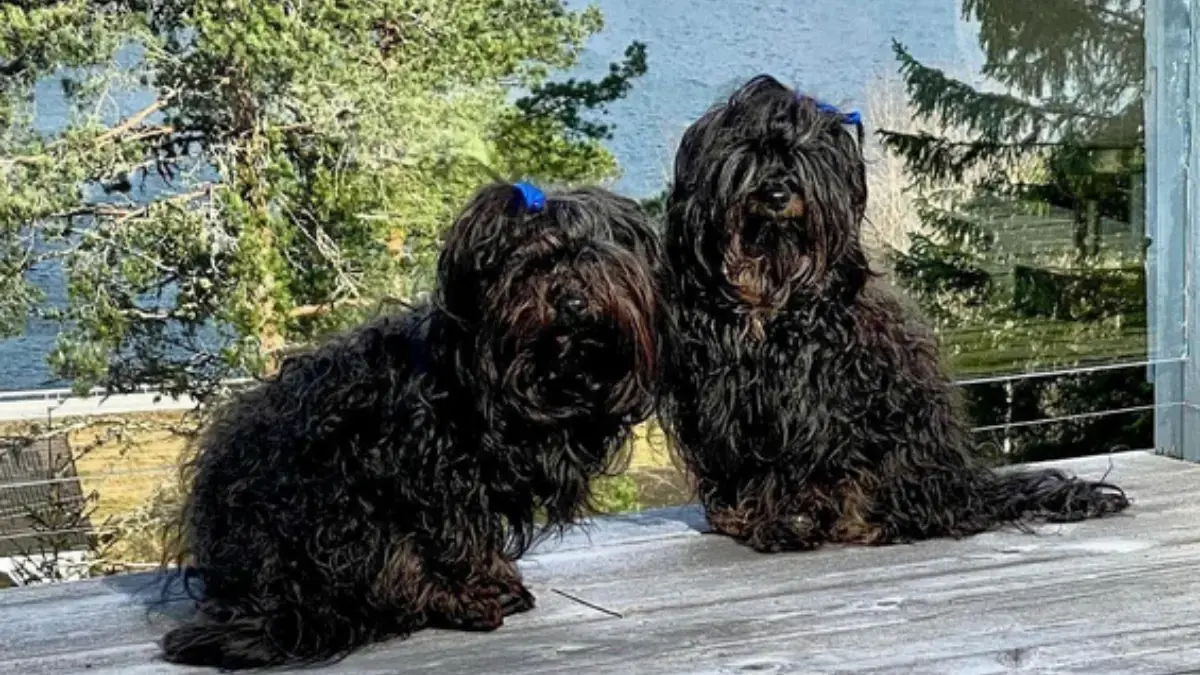 Bolonka Tsvetnaya russe