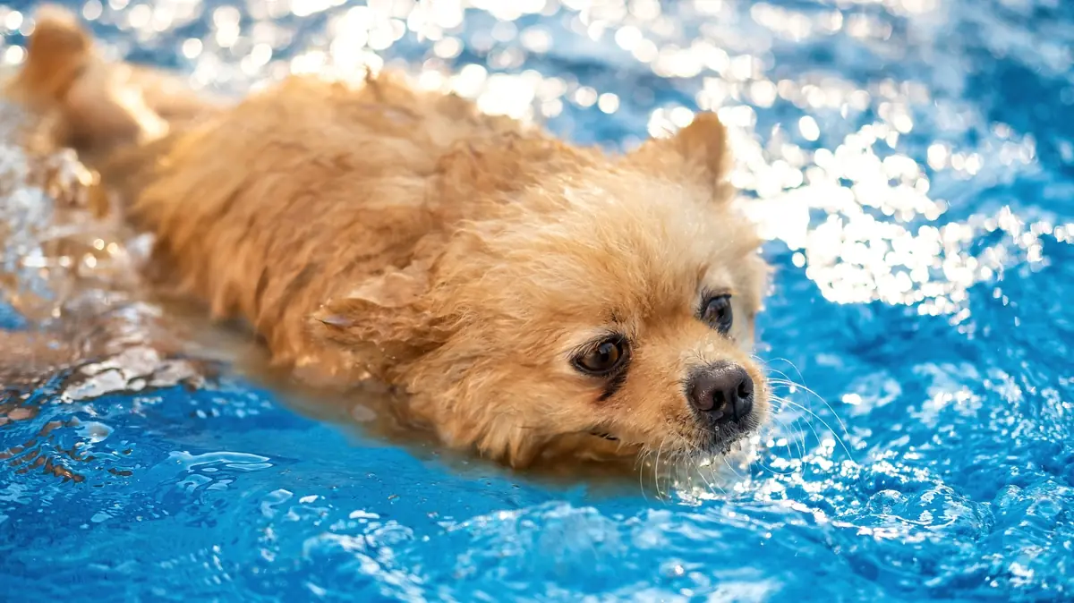 L&rsquo;hydroth&eacute;rapie&nbsp;: un chien dans une piscine pour soigner la tendinite